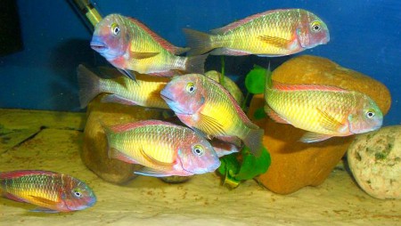 Kasanga red Rainbow